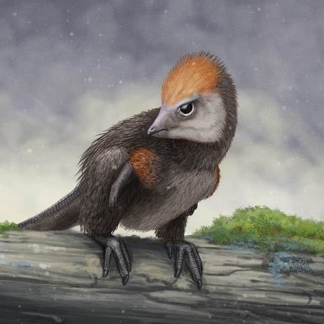 Автор «Динозавров России» рассказал о древнем чуде в перьях